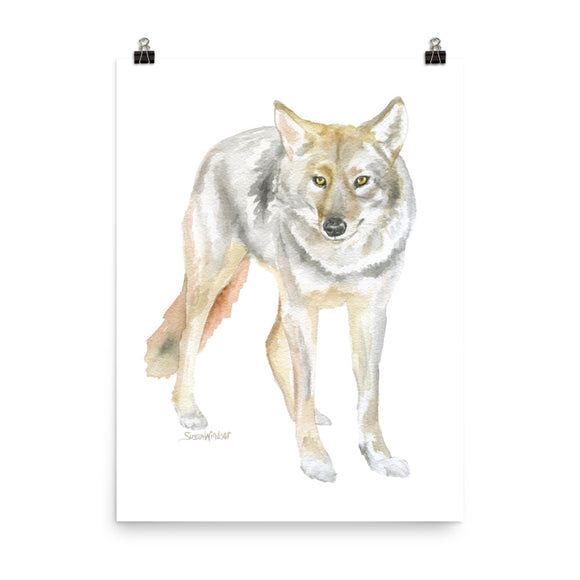 Coyote Watercolor Print
