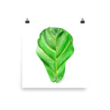 Fiddle Leaf Fig Watercolor