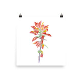 Indian Paintbrush Wildflower Watercolor Print