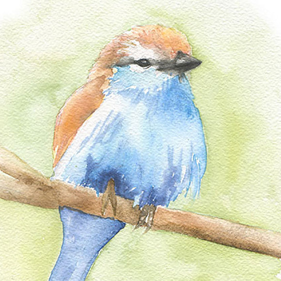 Racket-tailed Roller Bird Original Watercolor Painting