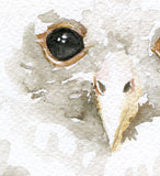 Tawny Owl Original Watercolor Painting