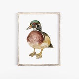 Wood Duck Watercolor
